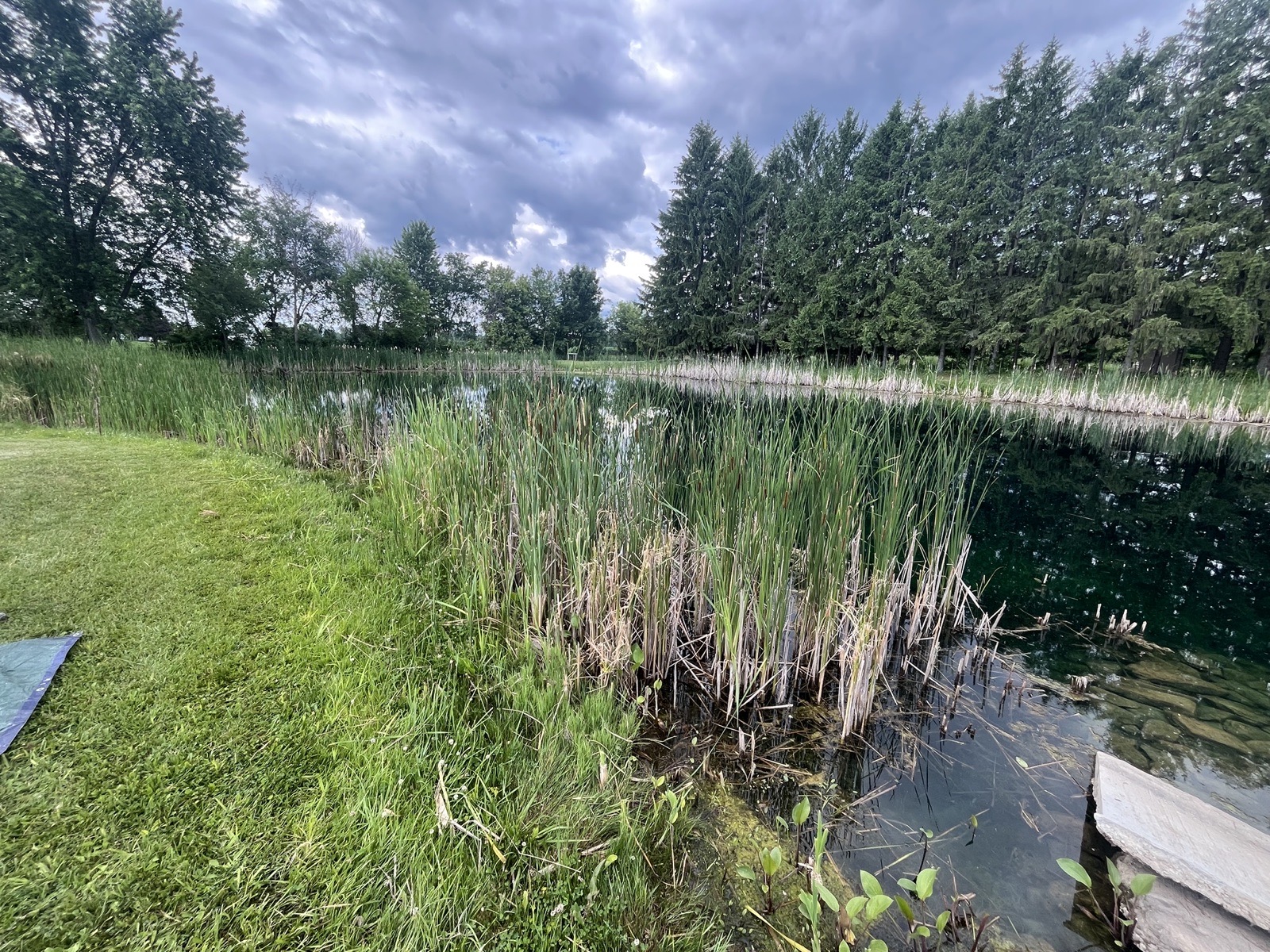 Before cleaning: shoreline with algae and muck buildup
