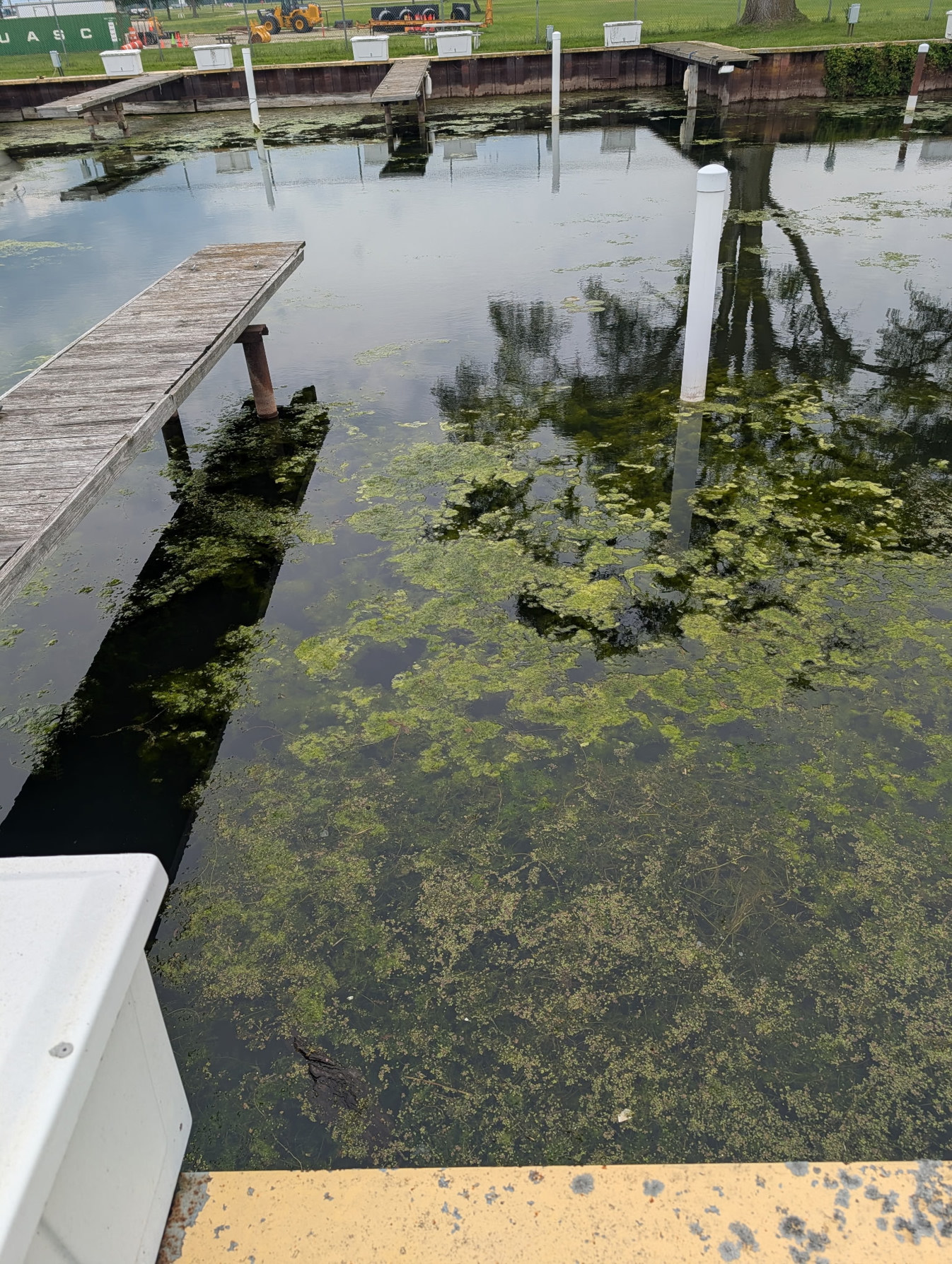 Before cleaning: dock area covered with surface algae and aquatic weeds